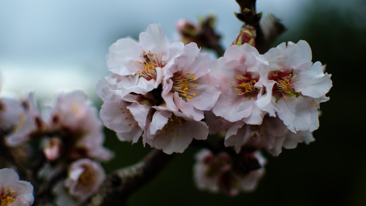 Close-up of almond blossoms in full bloom, signifying the onset of spring in Cyprus.