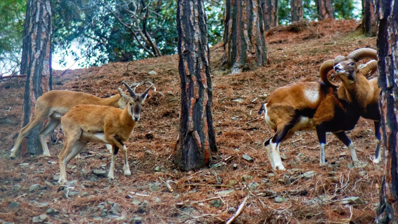 Cyprus mouflon, a unique wild sheep species, roaming in the pine forest, embodying the essence of Cyprus's wildlife.