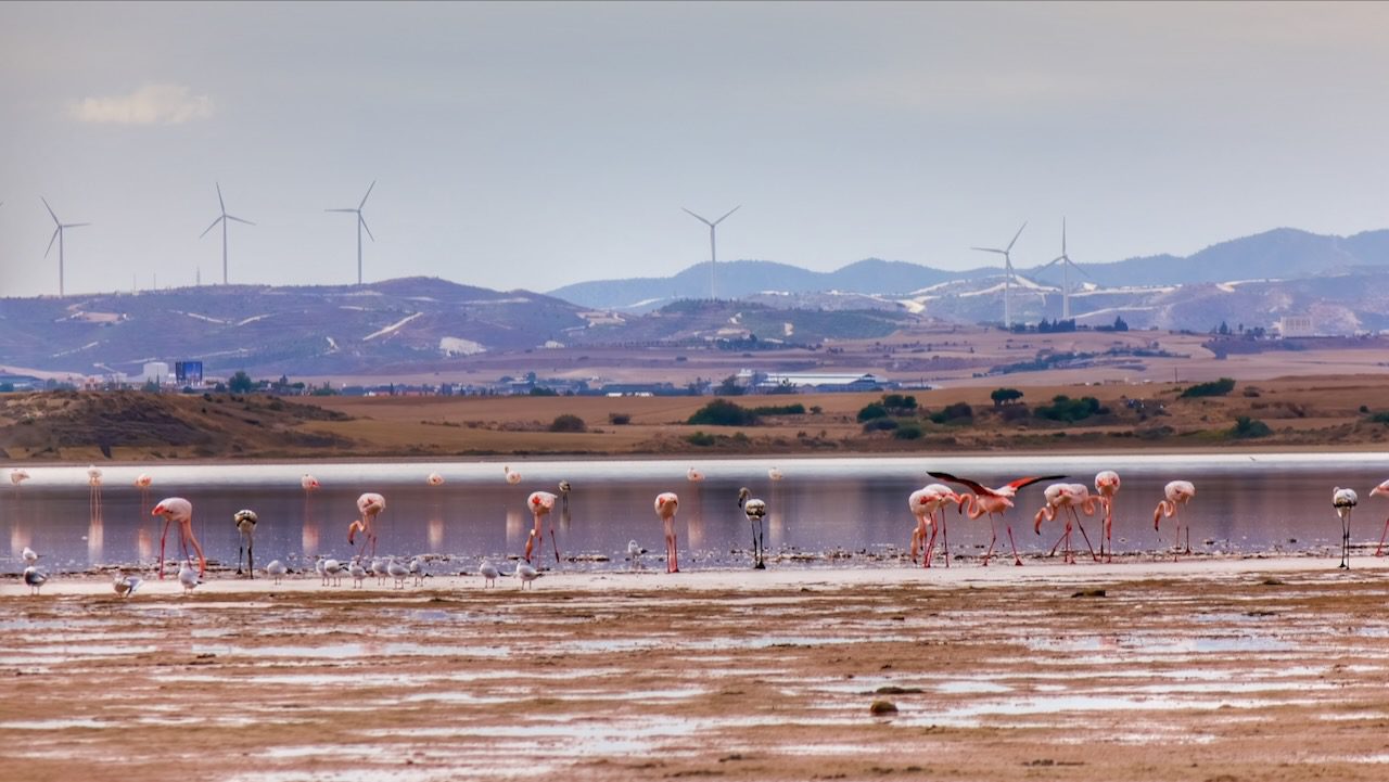 Flamingos feeding at the Larnaca Salt Lake with the backdrop of wind turbines highlighting the blend of Cyprus's nature and sustainable technology.