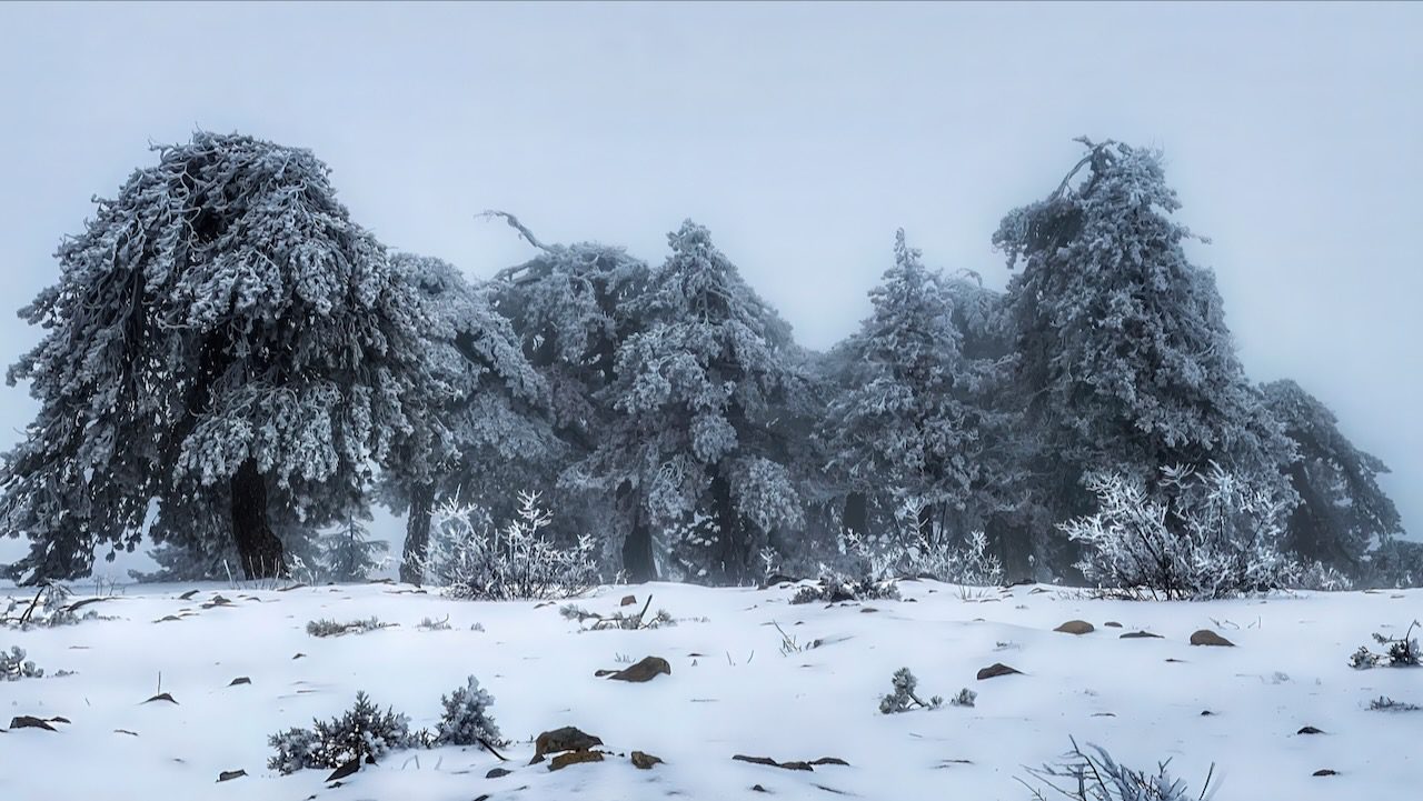 Snow-covered cedar trees in the Troodos Mountains, showcasing the winter aspect of Cyprus's diverse landscape.