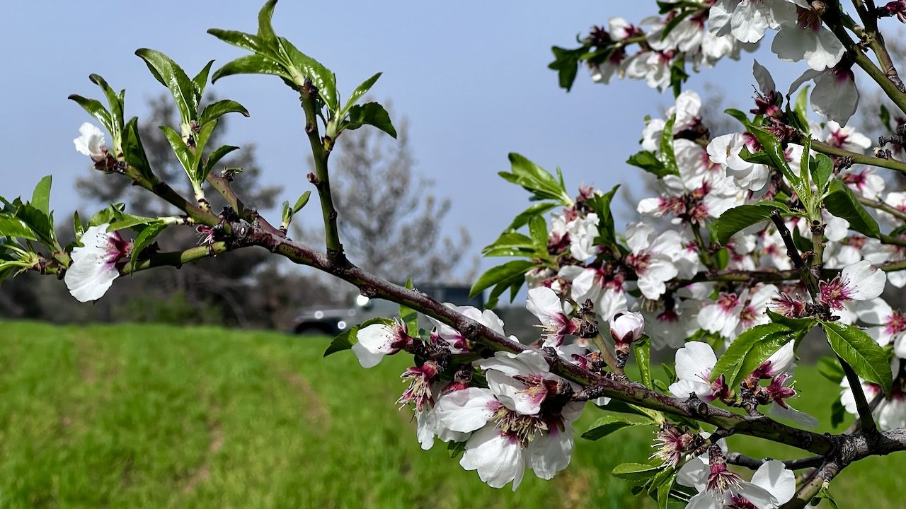 White almond blossoms signal the start of spring in Klirou, showcasing the serene weather in Nicosia, Cyprus.